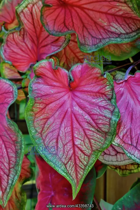 : USA, Washington State, Sammamish. Tropical caladium : USA, Washington State, Sammamish. Tropical caladium