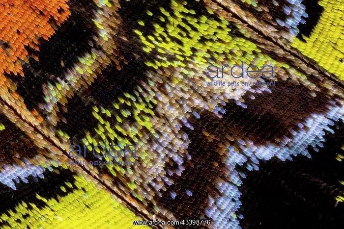: USA, Washington State, Sammamish. Close-up detailed : USA, Washington State, Sammamish. Close-up detailed