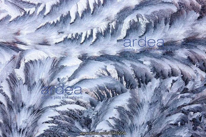 : USA, Washington State, Sammamish. Frost on auto window : USA, Washington State, Sammamish. Frost on auto window