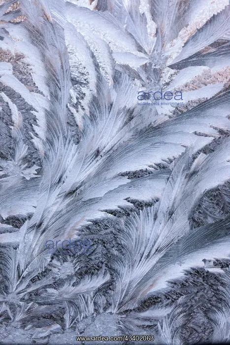  : USA, Washington State, Sammamish. Frost on auto window