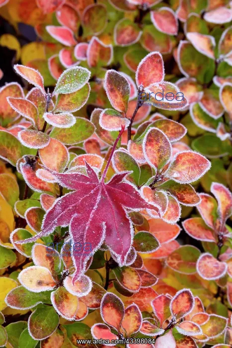 : USA, Washington State, Sammamish. Autumn colors : USA, Washington State, Sammamish. Autumn colors