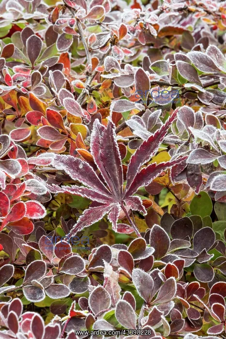: USA, Washington State, Sammamish. Autumn colors : USA, Washington State, Sammamish. Autumn colors