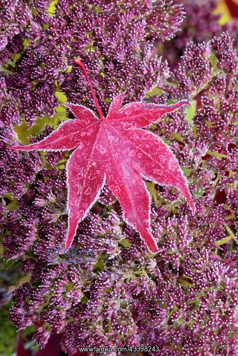 : USA, Washington State, Sammamish. Autumn colors : USA, Washington State, Sammamish. Autumn colors