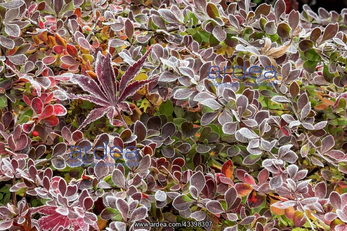 : USA, Washington State, Sammamish. Autumn colors : USA, Washington State, Sammamish. Autumn colors