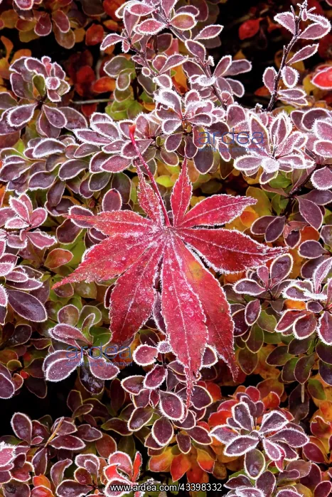  : USA, Washington State, Sammamish. Autumn colors