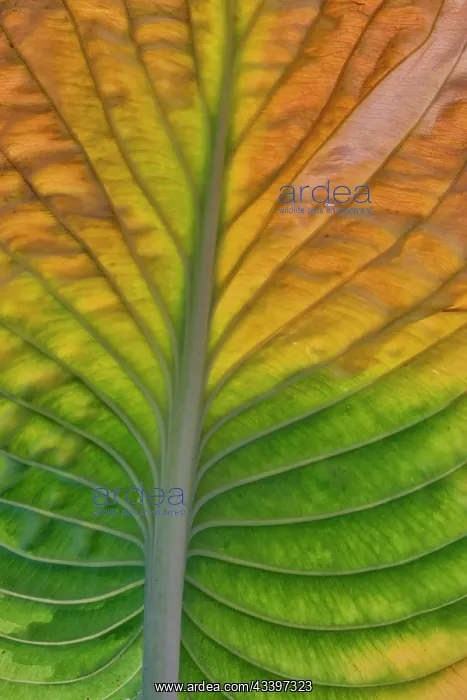 : USA, Washington State, Sammamish. Backlighting on : USA, Washington State, Sammamish. Backlighting on