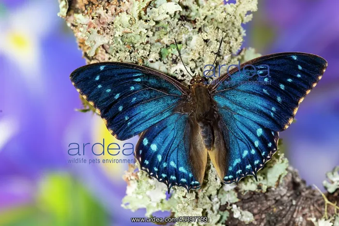 : USA, Washington State, Sammamish. Blue tropical : USA, Washington State, Sammamish. Blue tropical