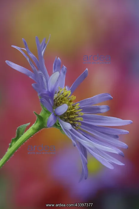 : USA, Washington State, Sammamish. Close-up of blue : USA, Washington State, Sammamish. Close-up of blue