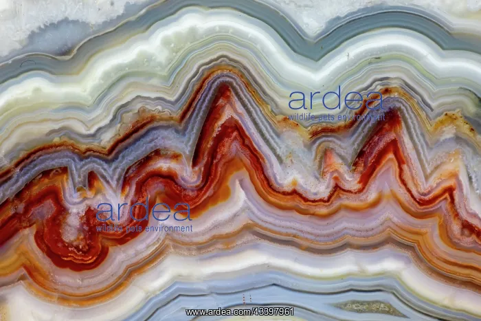 : USA, Washington State, Sammamish. Close-up of crazy : USA, Washington State, Sammamish. Close-up of crazy