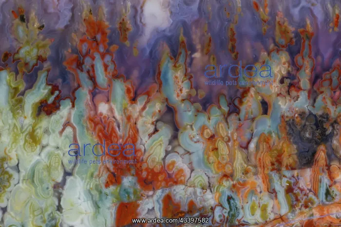 : USA, Washington State, Sammamish. Close-up details : USA, Washington State, Sammamish. Close-up details