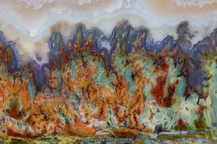  : USA, Washington State, Sammamish. Close-up details