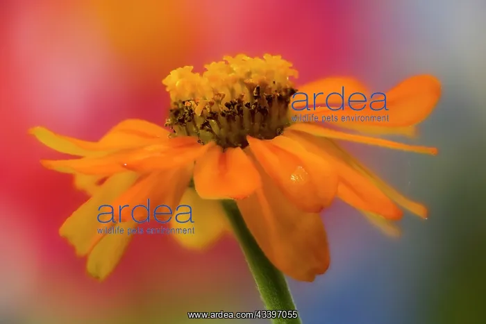: USA, Washington State, Sammamish. Close-up of orange : USA, Washington State, Sammamish. Close-up of orange