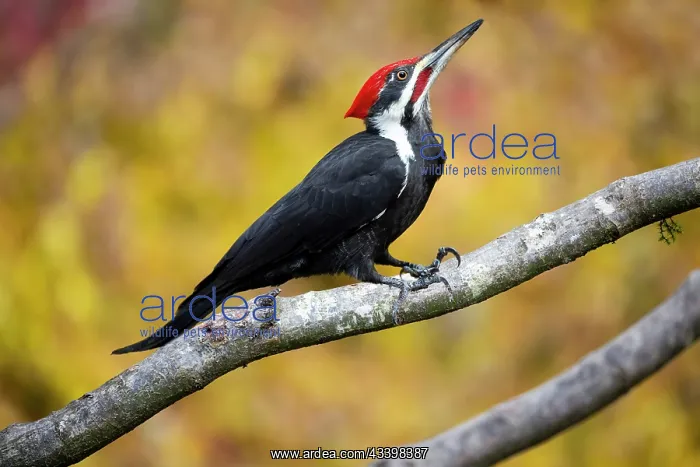  : USA, Washington State, Sammamish. Coming into feeder