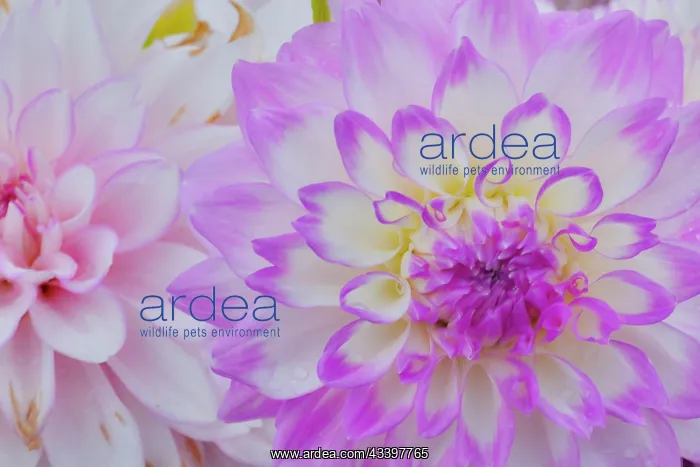 : USA, Washington State, Sammamish. Dahlia flower : USA, Washington State, Sammamish. Dahlia flower