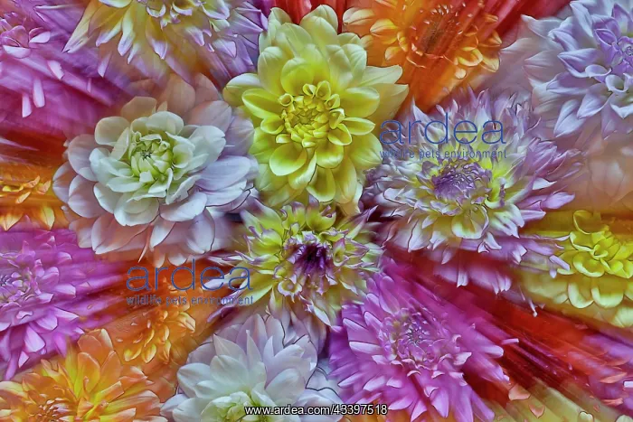 : USA, Washington State, Sammamish. Dahlia grouping : USA, Washington State, Sammamish. Dahlia grouping