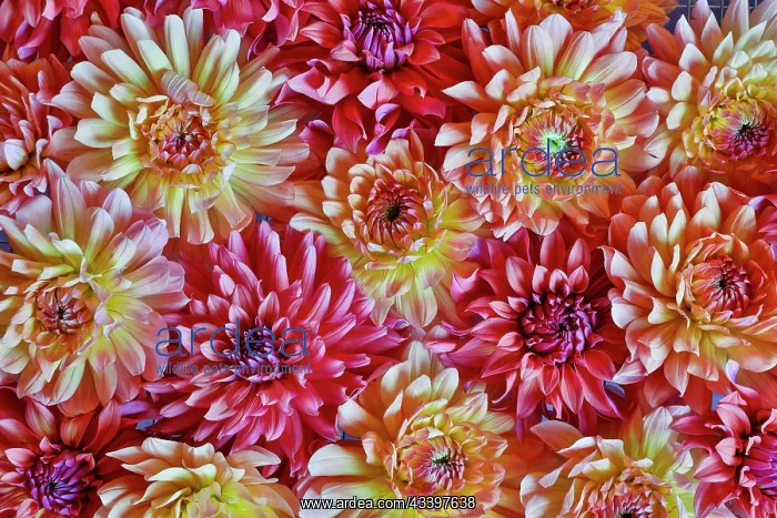 : USA, Washington State, Sammamish. Dahlia grouping : USA, Washington State, Sammamish. Dahlia grouping