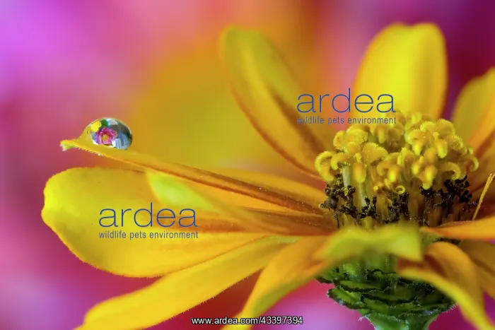  : USA, Washington State, Sammamish. Dewdrop on petal