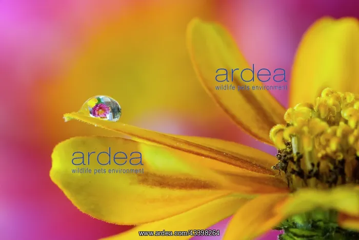  : USA, Washington State, Sammamish. Dewdrop on petal