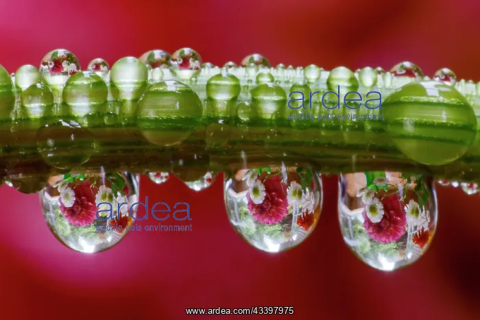 : USA, Washington State, Sammamish. Dewdrops on dahlia : USA, Washington State, Sammamish. Dewdrops on dahlia