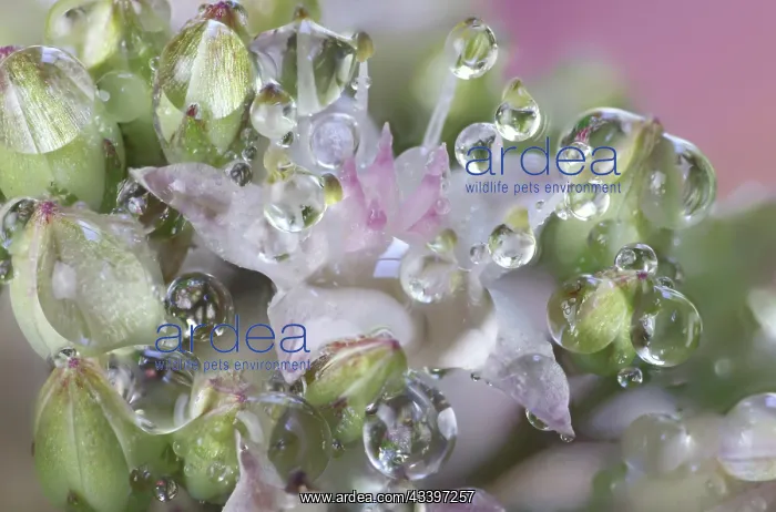 : USA, Washington State, Sammamish. Dewdrops on sedum : USA, Washington State, Sammamish. Dewdrops on sedum