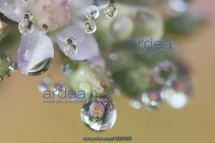: USA, Washington State, Sammamish. Dewdrops on sedum : USA, Washington State, Sammamish. Dewdrops on sedum
