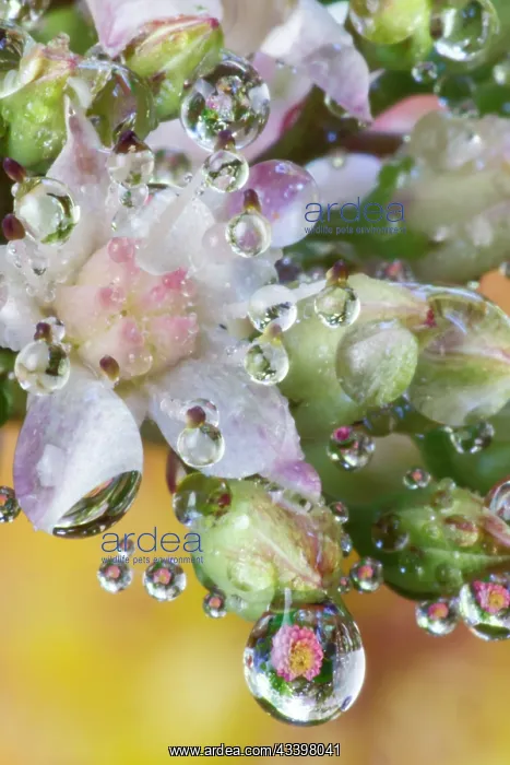: USA, Washington State, Sammamish. Dewdrops on sedum : USA, Washington State, Sammamish. Dewdrops on sedum