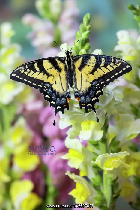  : USA, Washington State, Sammamish. Eastern tiger