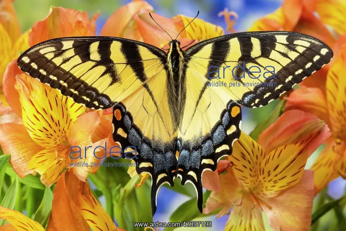 : USA, Washington State, Sammamish. Eastern tiger : USA, Washington State, Sammamish. Eastern tiger