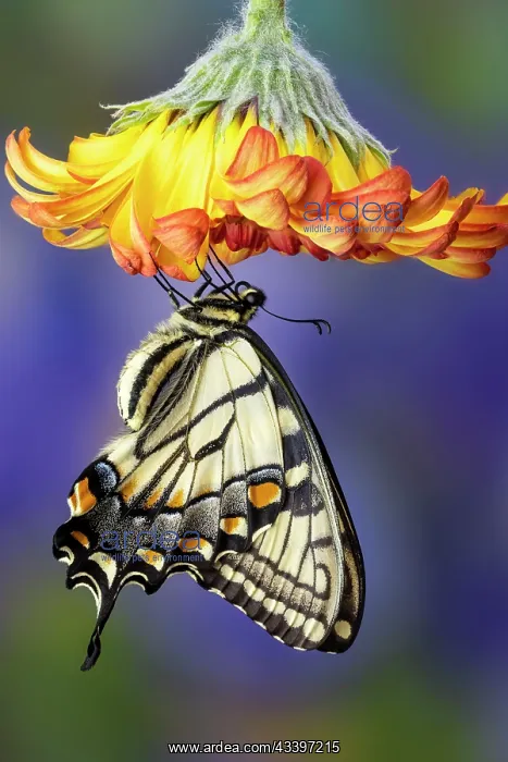  : USA, Washington State, Sammamish. Eastern tiger