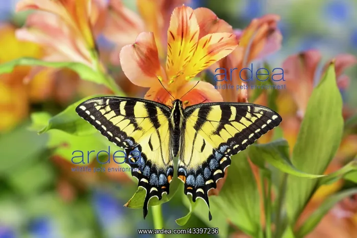 : USA, Washington State, Sammamish. Eastern tiger : USA, Washington State, Sammamish. Eastern tiger