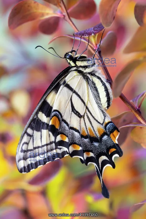 : USA, Washington State, Sammamish. Eastern tiger : USA, Washington State, Sammamish. Eastern tiger