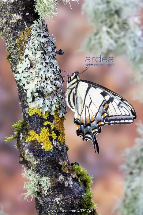 : USA, Washington State, Sammamish. Eastern tiger : USA, Washington State, Sammamish. Eastern tiger