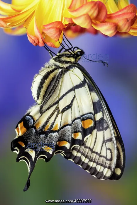 : USA, Washington State, Sammamish. Eastern tiger : USA, Washington State, Sammamish. Eastern tiger
