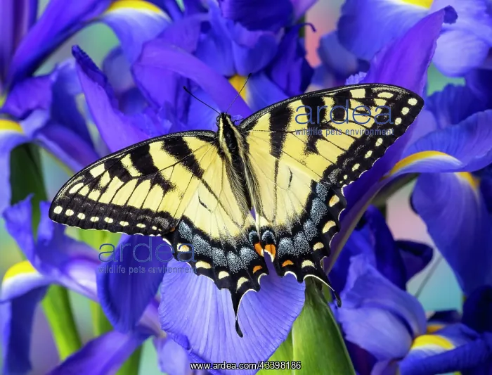  : USA, Washington State, Sammamish. Eastern tiger