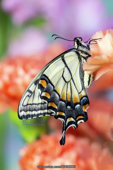 : USA, Washington State, Sammamish. Eastern tiger : USA, Washington State, Sammamish. Eastern tiger