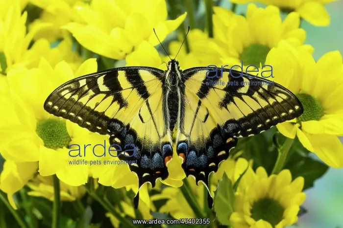 : USA, Washington State, Sammamish. Eastern tiger : USA, Washington State, Sammamish. Eastern tiger
