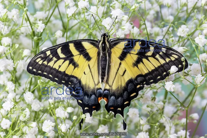 : USA, Washington State, Sammamish. Eastern tiger : USA, Washington State, Sammamish. Eastern tiger