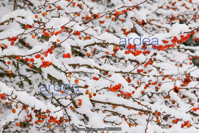  : USA, Washington State, Sammamish. Fresh snow on