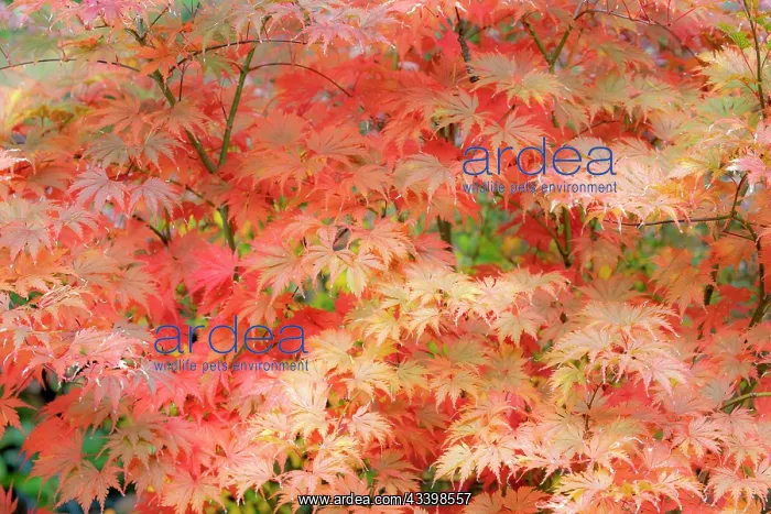  : USA, Washington State, Sammamish. Japanese maple
