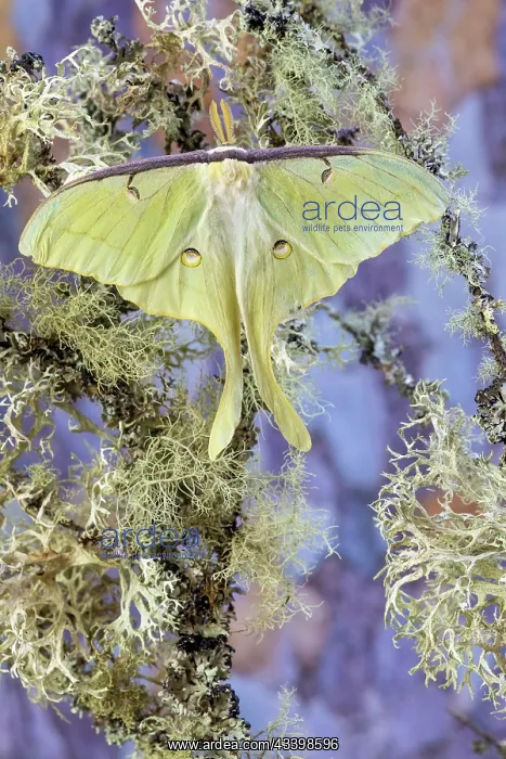 : USA, Washington State, Sammamish. Luna silk moth : USA, Washington State, Sammamish. Luna silk moth