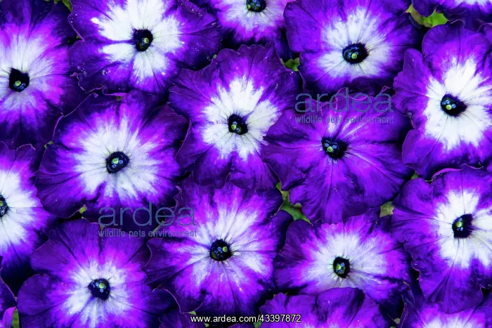 : USA, Washington State, Sammamish. Petunia blooms : USA, Washington State, Sammamish. Petunia blooms