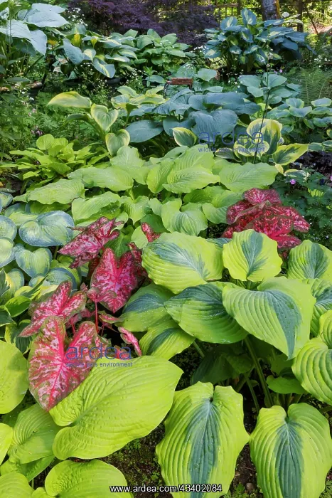 : USA, Washington State, Sammamish. shade garden with : USA, Washington State, Sammamish. shade garden with
