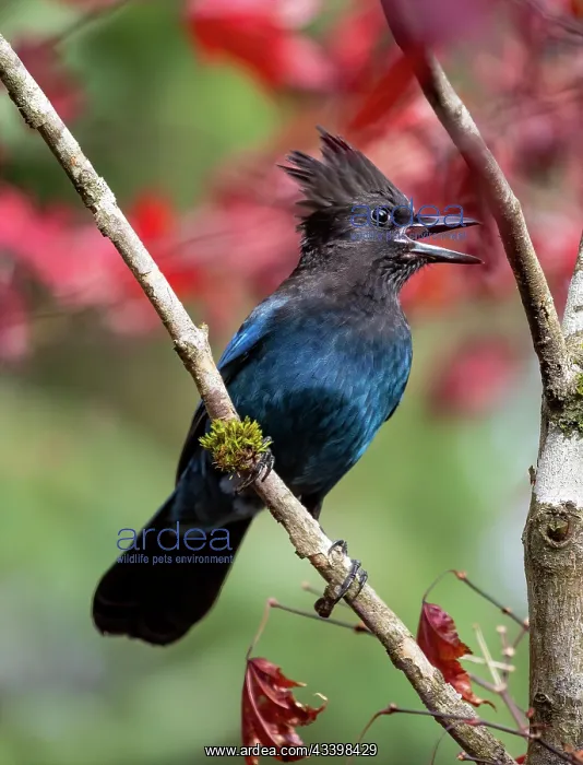 : USA, Washington State, Sammamish. Stellar jay on : USA, Washington State, Sammamish. Stellar jay on