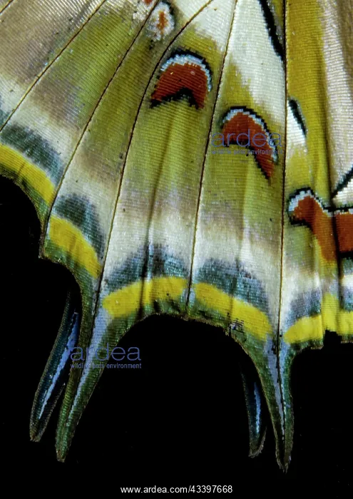 : USA, Washington State, Sammamish. Tail wing detail : USA, Washington State, Sammamish. Tail wing detail