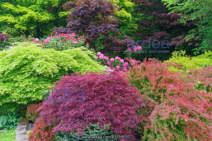 : USA, Washington State, Sammamish. Front yard in : USA, Washington State, Sammamish. Front yard in