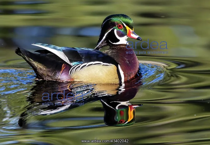 : USA, Washington State, Sammamish. Yellow Lake with : USA, Washington State, Sammamish. Yellow Lake with