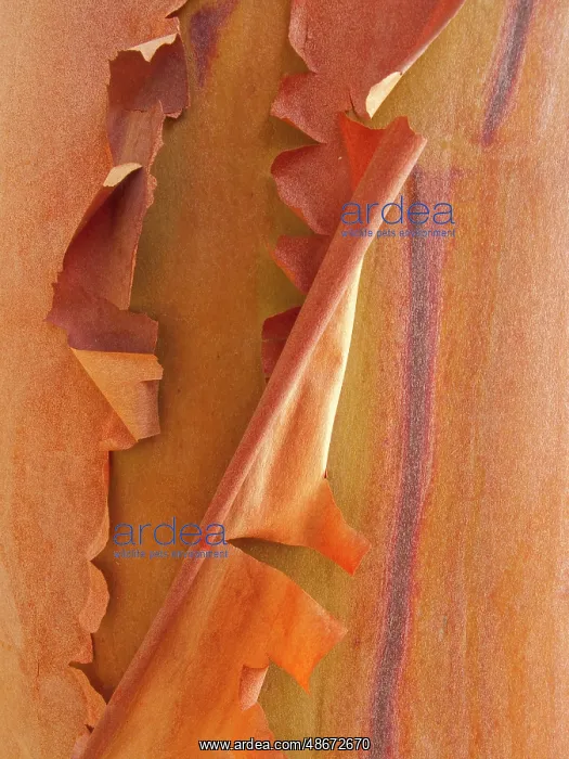  : USA, Washington State, San Juan Islands. Peeling madrone