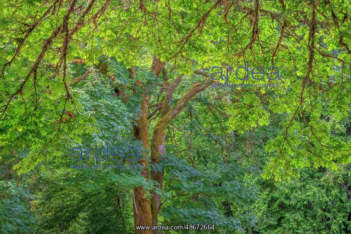 : USA, Washington State, Scenic Beach State Park. Forest with : USA, Washington State, Scenic Beach State Park. Forest with