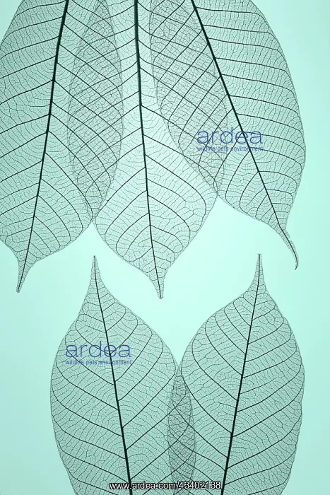 : USA, Washington State, Seabeck. Pattern of skeletonized : USA, Washington State, Seabeck. Pattern of skeletonized
