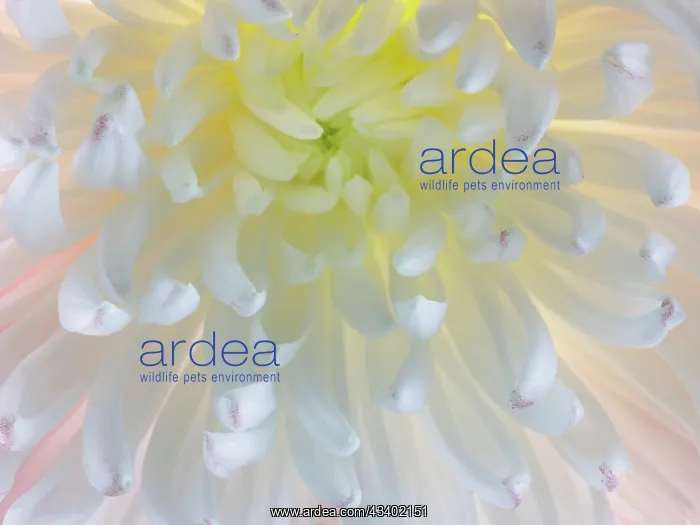: USA, Washington State, Seabeck. Chrysanthemum blossom : USA, Washington State, Seabeck. Chrysanthemum blossom